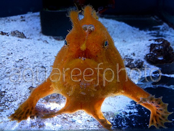 Antennarius pictus 01