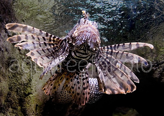 Pterois volitans 02