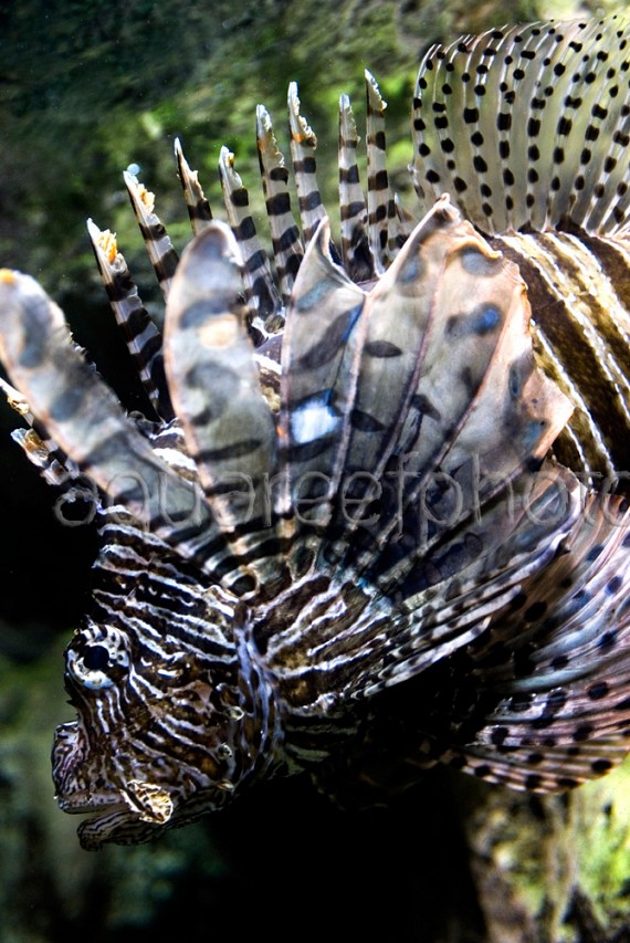 Pterois volitans 03