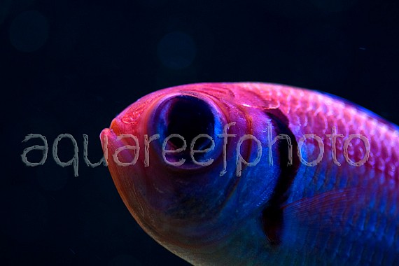 Myripristis kuntee 01