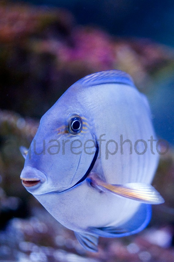 Acanthurus chirurgus 01