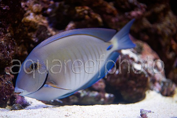 Acanthurus chirurgus 02