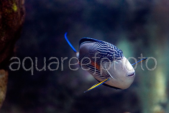 Acanthurus sohal 01
