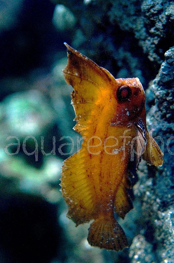 Ablabys taenianotus 01
