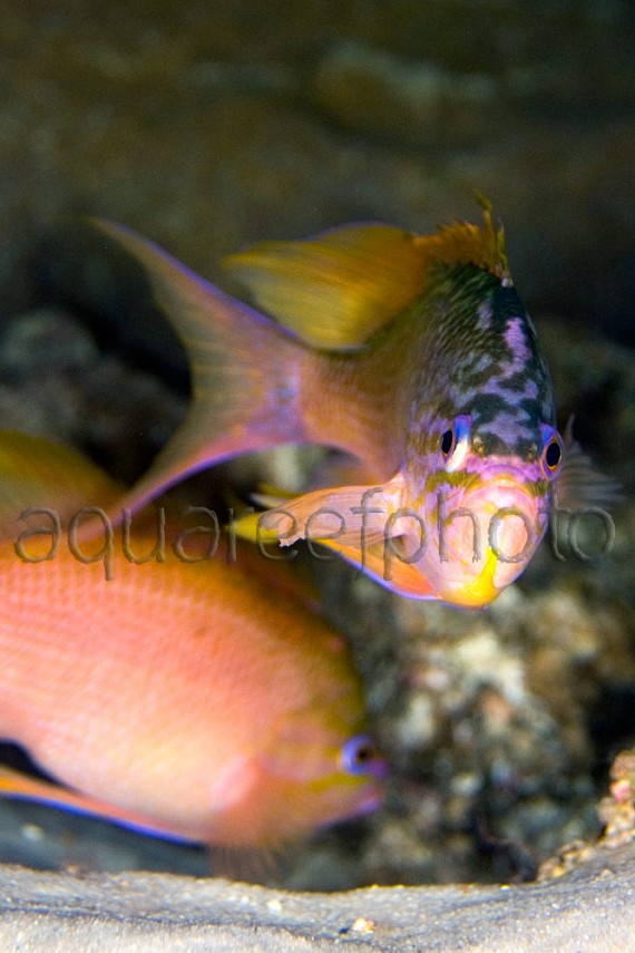 Anthias anthias 01