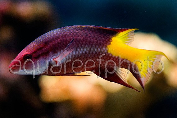 Bodianus pulchellus 01