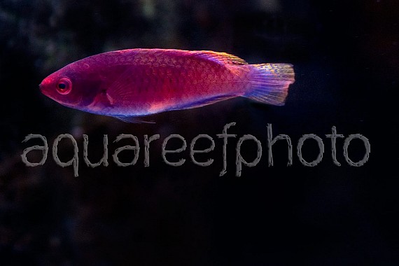 Cirrhilabrus rubrisquammis 01
