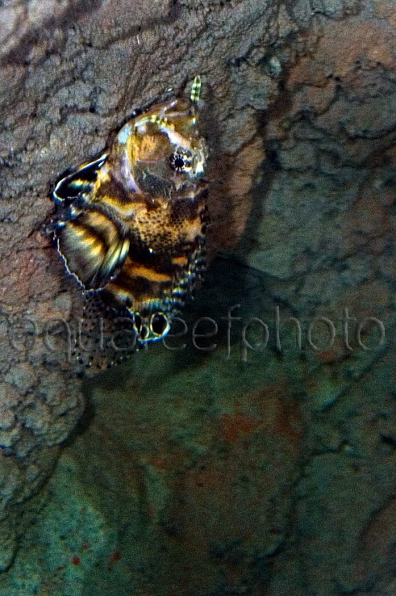 Dendrochirus biocellatus 01