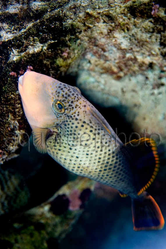 Pseudobalistes flavimarginatus 01
