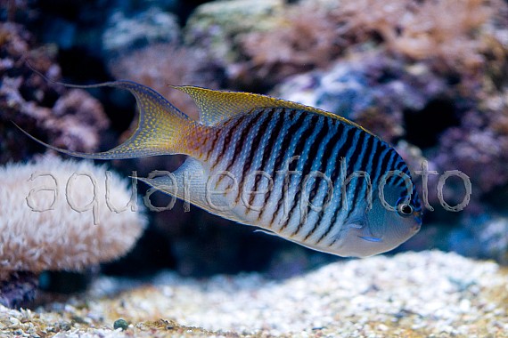 Genicanthus caudovittatus 01