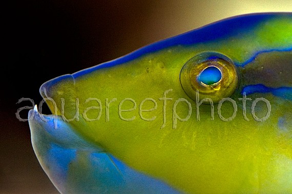 Halichoeres cyanocephalus 01