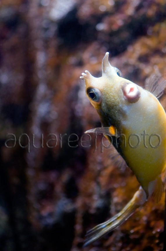 Lactoria cornuta 03