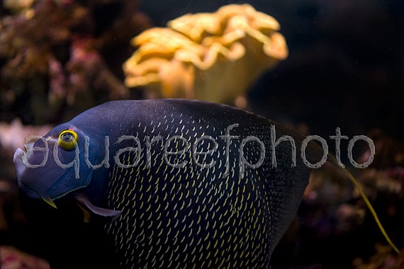 Pomacanthus paru 04