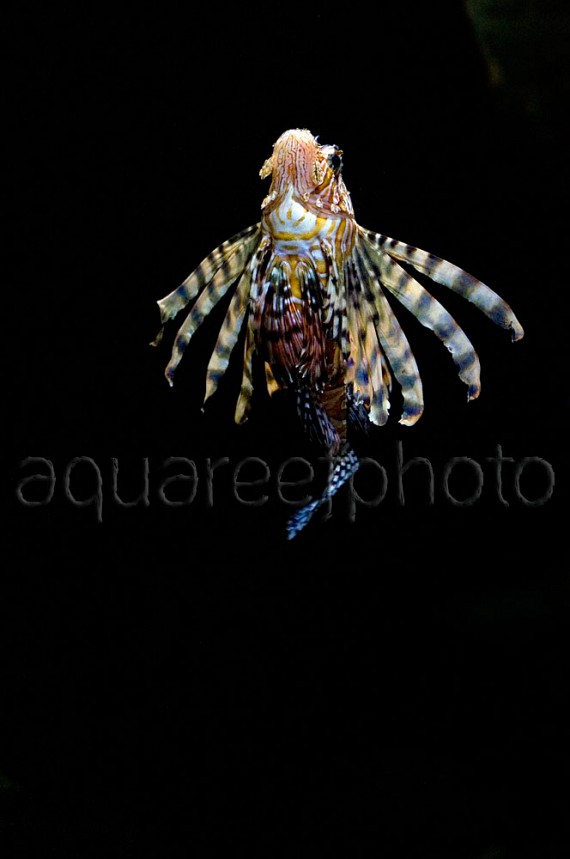 Pterois volitans 04