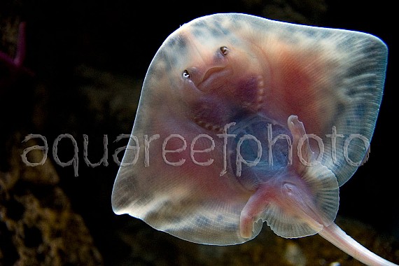 Raja clavata 01