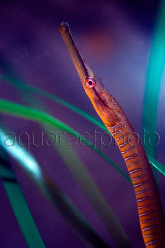 Syngnathus acus 01