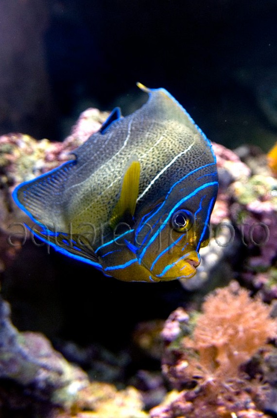 Pomacanthus semicirculatus 01