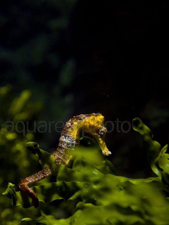 Hippocampus reidi 02