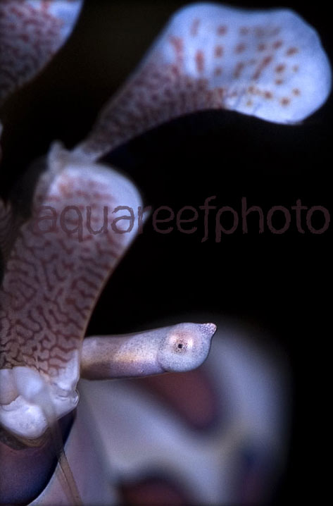 Hymenocera elegans 03