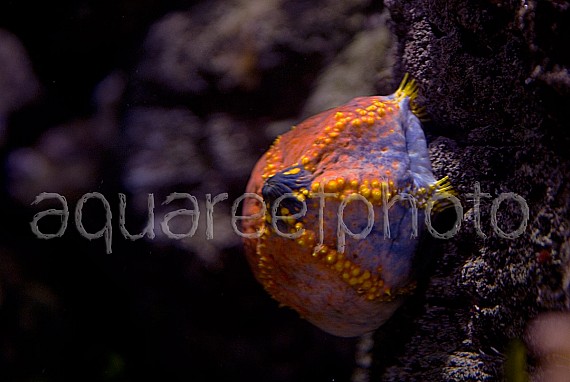 Pseudocolochirus violaceus 01