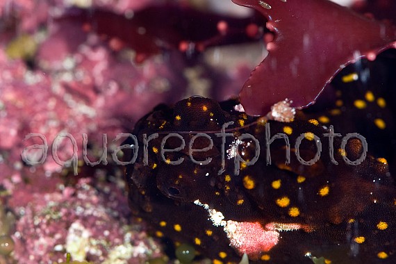 Antennarius pictus 02