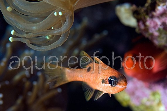 Apogon maculatus 01