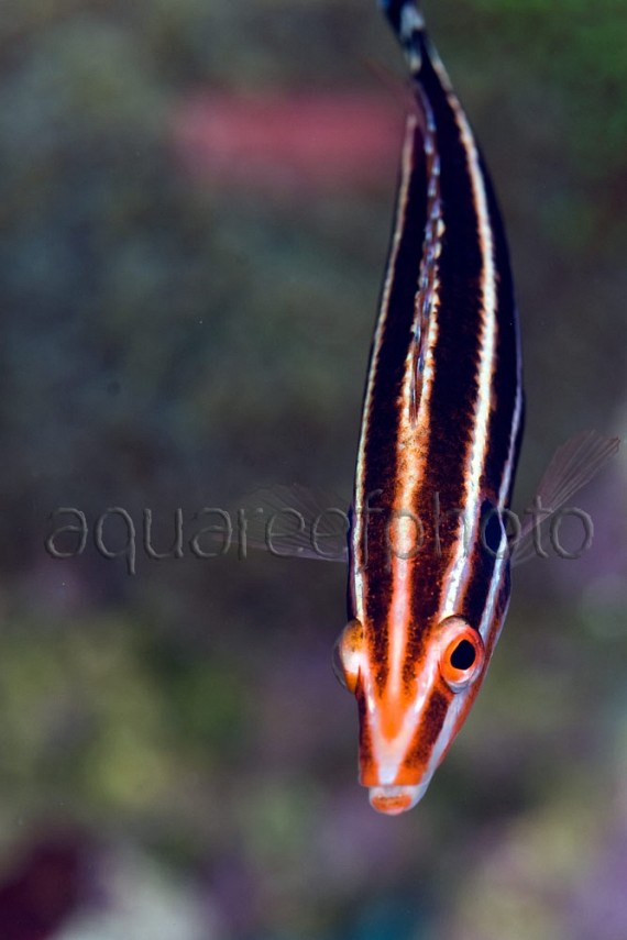 Bodianus sepiacaudus 01