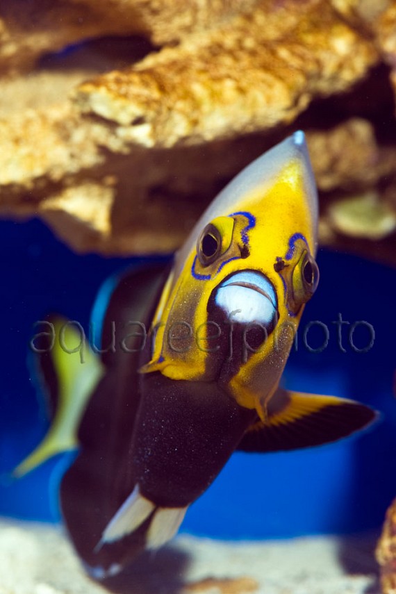 Chaetodontoplus conspicillatus 01