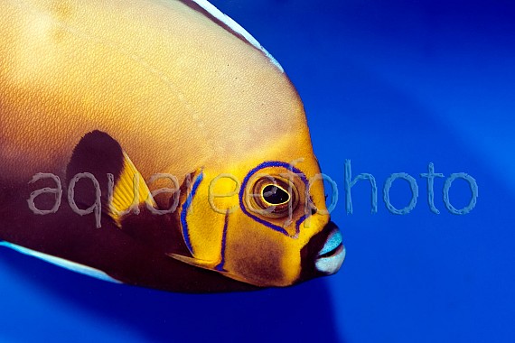 Chaetodontoplus conspicillatus 02
