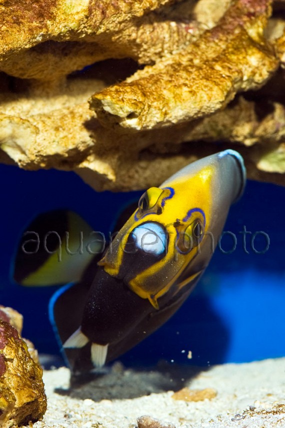 Chaetodontoplus conspicillatus 03