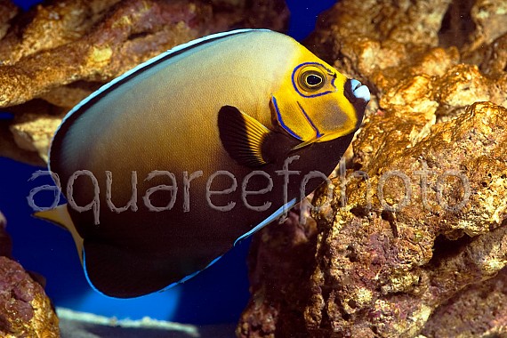 Chaetodontoplus conspicillatus 04