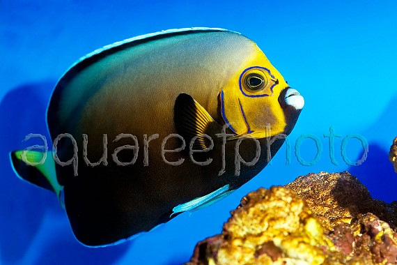 Chaetodontoplus conspicillatus 05