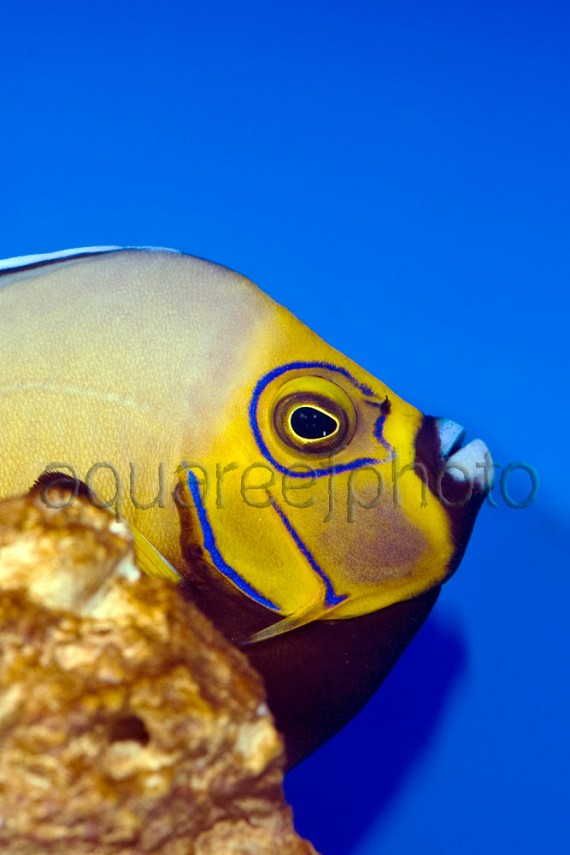 Chaetodontoplus conspicillatus 06