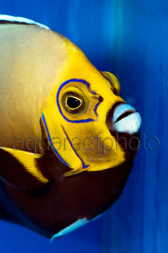 Chaetodontoplus conspicillatus 07