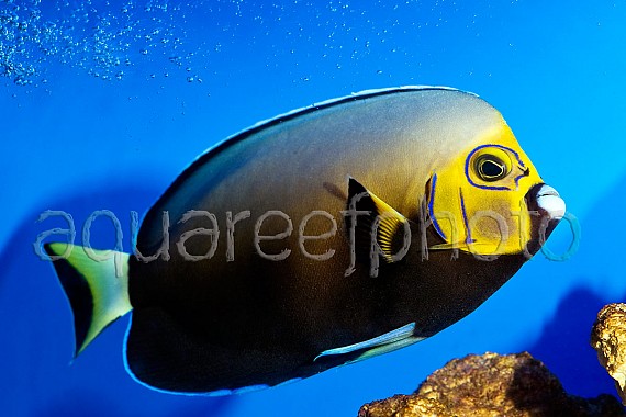 Chaetodontoplus conspicillatus 08