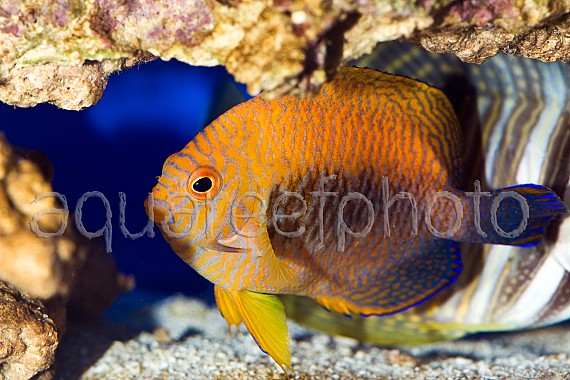 Centropyge potteri 02