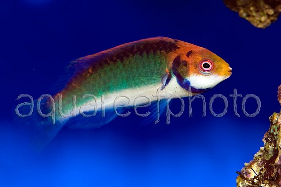 Cirrhilabrus solorensis 02