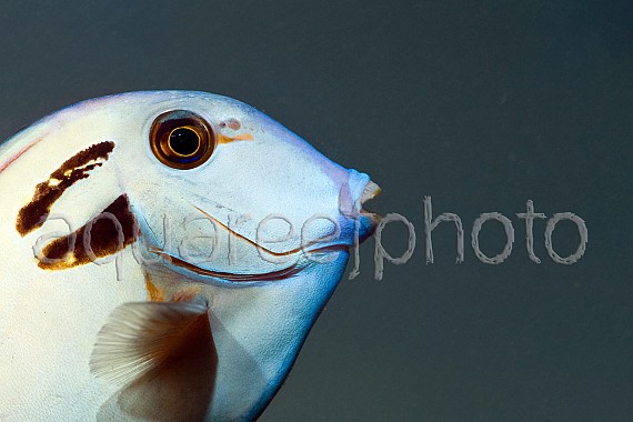 Acanthurus tennentii 01