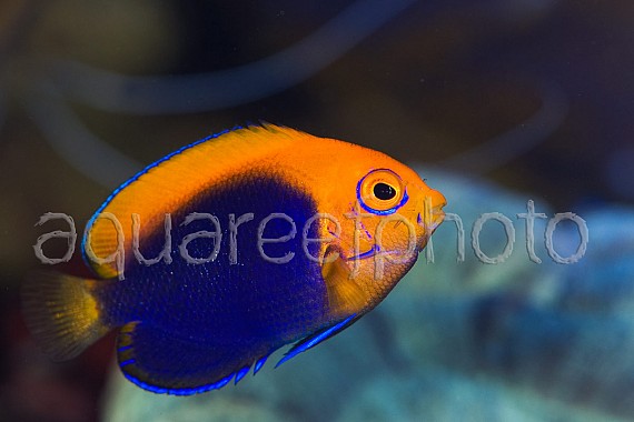 Centropyge acanthops 05