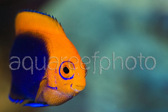 Centropyge acanthops 01