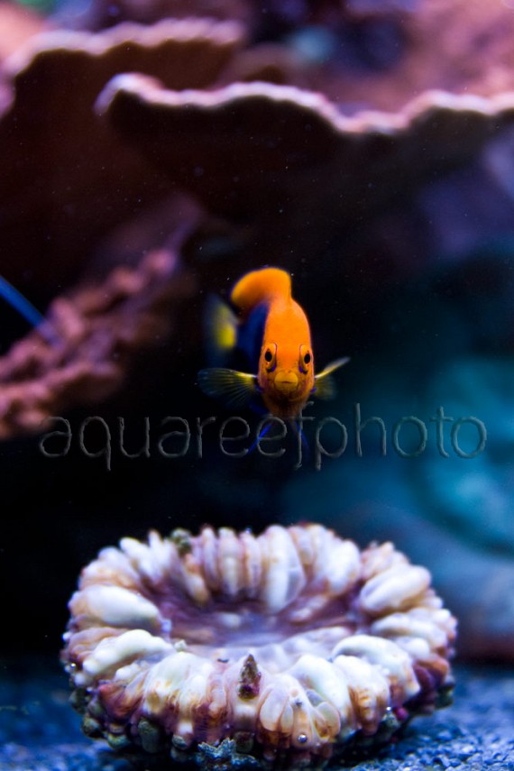 Centropyge acanthops 02