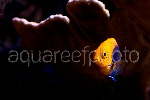 Centropyge acanthops 03