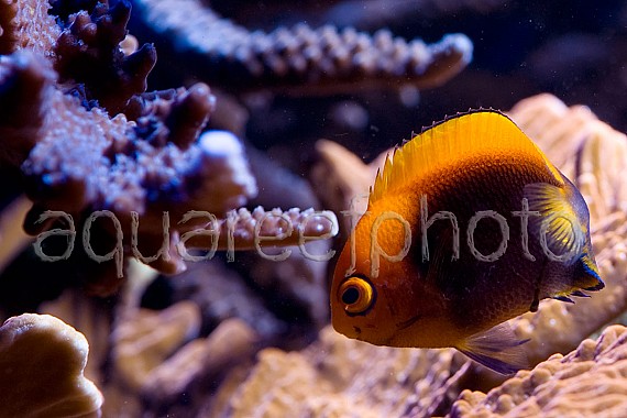 Centropyge acanthops 04