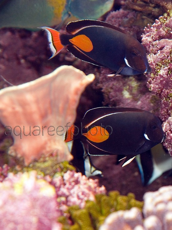 Acanthurus achilles 01