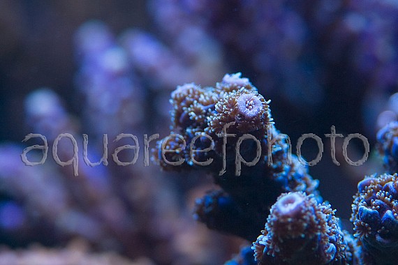 Acropora millepora 02