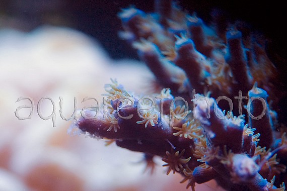 Acrpora tenuis 04