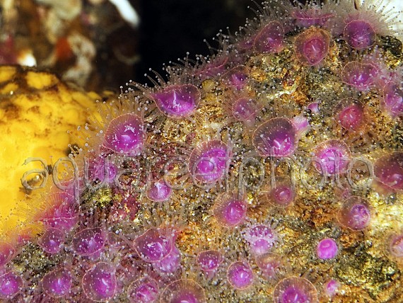 Corynactis viridis 02
