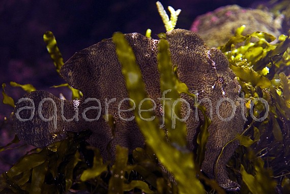 Antennarius commerson 01