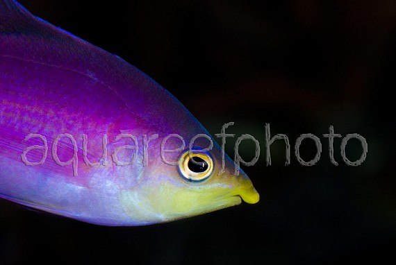 Pseudanthias tuka 01