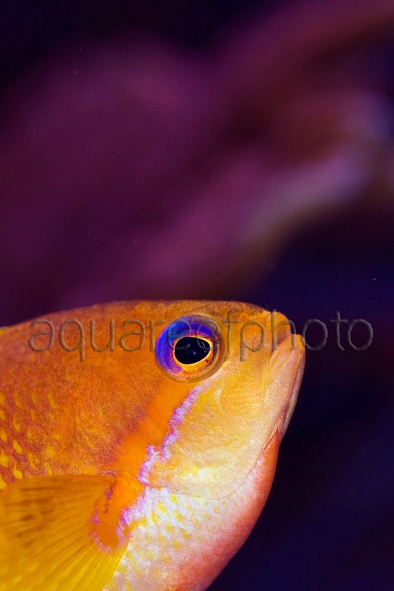 Pseudanthias squamipinnis 09